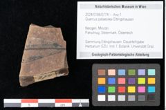 Foto (Objekt + Etikett) von Quercus palaeoilex Ettingshausen (NHMW-GEO-2024-0188-0774)